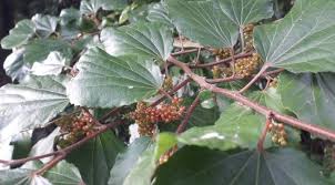 Image result for Trimeria