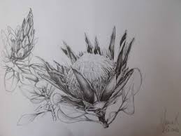 King Protea Study Protea Art King Protea Tree Tattoo