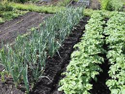 Ab wann sollte das gemüse vorkultiviert werden? Welches Gemuse Nebeneinander Pflanzen Gartentipps
