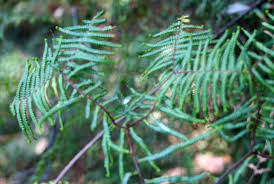 Image result for Gleichenia