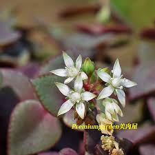 Image result for Crassula alsinoides