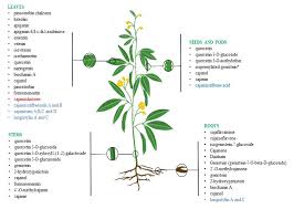 Image result for Cajanus cajan