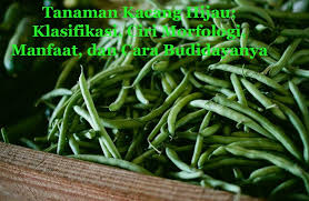 Check spelling or type a new query. Kacang Hijau Klasifikasi Ciri Morfologi Manfaat Dan Cara Budidaya Dosenpertanian Com
