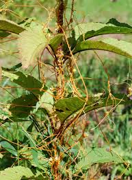 Image result for Cuscuta suaveolens