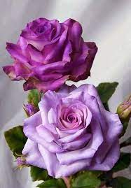 Ana Gtz On Twitter Purple Roses Beautiful Roses Purple Flowers