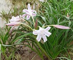 Image result for Crinum lugardiae