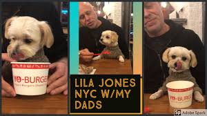 Yogurt is a great treat for dogs and can be used as a protein replacement, boost immunity and help aid digestion. Morkie Puppy Eating Yogurt At Yo Burger Yogurt Funny Family Pet Lila Jones Youtube