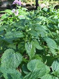 Tali spighette sono formate da glume sterili, ridotte a semplici formazioni pelose, che racchiudono al loro interno i fiori protetti da piccole brattee fertili: 5 Erbe Selvatiche Buone Da Mangiare E Come Cucinarle