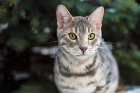 Join millions of people using oodle to find kittens for adoption, cat and kitten listings, and other pets adoption. Blue Bengal Cats Kittens For Sale Wild Sweet Bengals