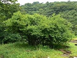 Image result for Bridelia atroviridis