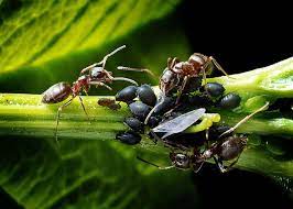 We did not find results for: Ini Adalah Jawapan Kenapa Semut Hitam Berkumpul Di Pokok Cili Blog Cilibangi