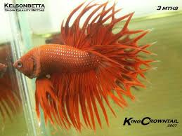 Dengan menciptakan arus buatan yang dapat merangsang gerakan berenang. Ikan Laga Cerita Kita