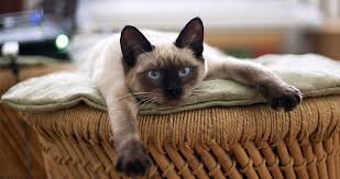 Chocolate tortie point purebred siamese female. Siamese Cats A Guide To Caring For Siamese Cats