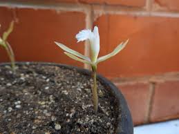 Image result for Nervilia crociformis