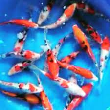 Anda sedang mencari bibit ikan koi, ikan koi berbagai ukuran ataupun indukan? Ikan Koi Blitar Murah Shopee Indonesia