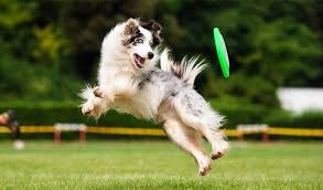 Apr 05, 2021 · how to train your dog to play importance of play. How To Teach Your Dog To Catch A Frisbee Fast Dogs