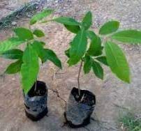 Mengusap mata kucing dengan daun sirih secara ulang. Anim Agro Technology Tanaman Mata Kucing Terbukti