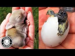 Baby Animals Funny And Cute Baby Animal Video Compilation 2018 Animales Bebes Videos Youtube In 2020 Baby Animal Videos Baby Animals Baby Animals Funny