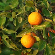 Image result for Citrus × aurantium