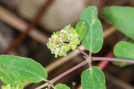 Image result for Euphorbia hypericifolia