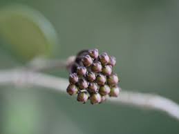 Hoya aren't particularly heavy feeders, however they appreciate some extra micronutrients and macronutrients. Hoya Mathilde Benvenuti Su Succulentsaddicted
