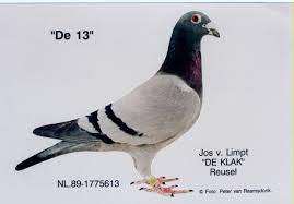 posta guvercini sampiyon racing pigeons pigeon homing pigeons