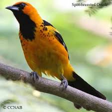 Orange Birds Of Western Washington Images Of North America Birds Oriole Pictures Orioles Of North America Orange Birds Birds World Birds Backyard Birds Beautiful Birds