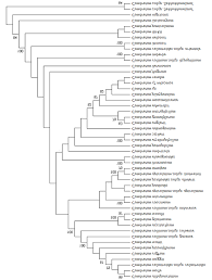 Image result for Combretum psidioides