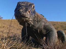 Comodo dragon web browser is a new internet browser based on the same open source project as google chrome. Komodo Dragon Facts Pettime