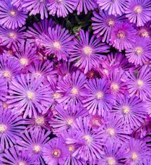 Image result for Delosperma mahonii