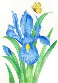 Blue Iris Butterfly Nature Colored Pencil Drawing Reproduction Fine Art Print Or Wrapped Canvas For Home Deco Iris Drawing Colorful Drawings Flower Drawing