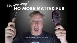 What's more, the brush finely serves as a wonderful deshedding brush for short hair dogs, getting rid of loose hair, and in turn. How Do You Get Matted Hair Off A Dog Without Cutting It