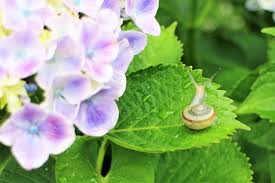 紫陽花の毒 意外に知らない毒性や症状を解説 何に注意すればいい 暮らし の