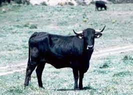Actualmente, la raza bovina serrana negra se destina a la producción de carne, figura como raza en peligro de extinción en el catálogo oficial de razas de ganado en españa y se halla distribuida por las. Raza Bovina Serrana Negra