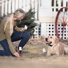 By delimiting its territory with an anti fugue system. 12 Best Wireless Invisible Dog Fences 2021 The Ultimate Guide
