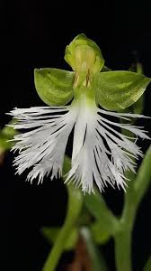 Image result for Habenaria cirrhata