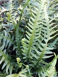 Image result for Asplenium mannii