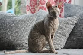 Ch Rex Flower S Cupido Lilac Cornish Rex Cornish Rex Cat Breeds Cat Colors