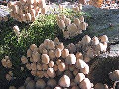 A Good Article About Growing Your Own Mushrooms At Home Stuffed Mushrooms Garden Mushrooms Edible Garden