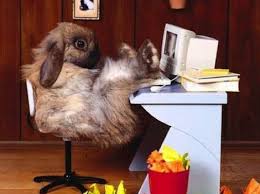 The 25 Most Annoying Animals In Your Office Animals Doing Funny Things Work With Animals Funny Rabbit