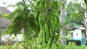 Image result for Parkia