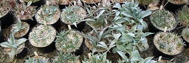 Image result for Agavaceae