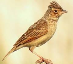 Burung branjangan merupakan burung yang bisa dikatakan luar biasa dan memiliki keunikan tersendiri. Mengenal Jenis Burung Branjangan Habitat Makanan Suara