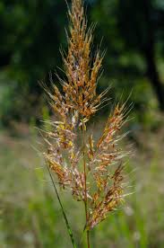 Image result for Sorghastrum