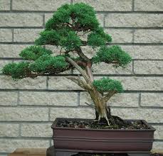 Keinen grünen daumen oder keine zeit? Juniper Pruning Conflicting Advice