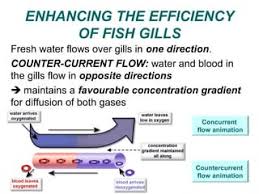 04 Respiration In Animals | Ppt