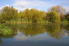 American companies are finding business is different on the. Ponds And Lakes To Fertilize Or Not To Fertilize Mossy Oak