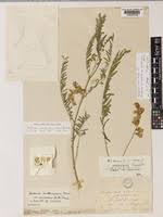 Image result for Aeschynomene mossambicensis