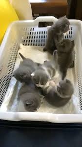 Schones Blaues Britisch Kurzhaar Katzchen Raw Cat Food Raw Dog Food Katzen Hunde Tiere British Shorthair Kittens Cats And Kittens Kittens