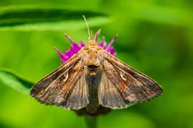 Image result for Autographa gamma